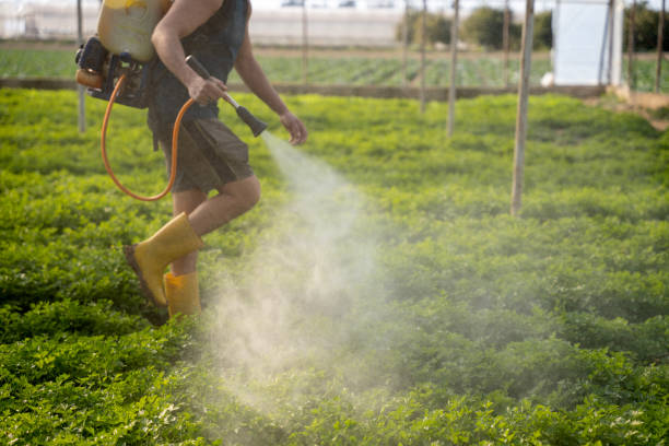 Best Ant Control Services  in Bolivar Peninsula, TX
