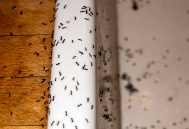 Best Affordable Pest Control Services  in Bolivar Peninsula, TX
