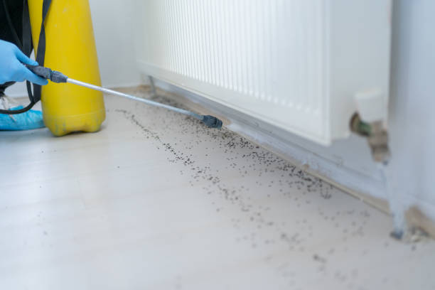 Best Flea Control Services  in Bolivar Peninsula, TX